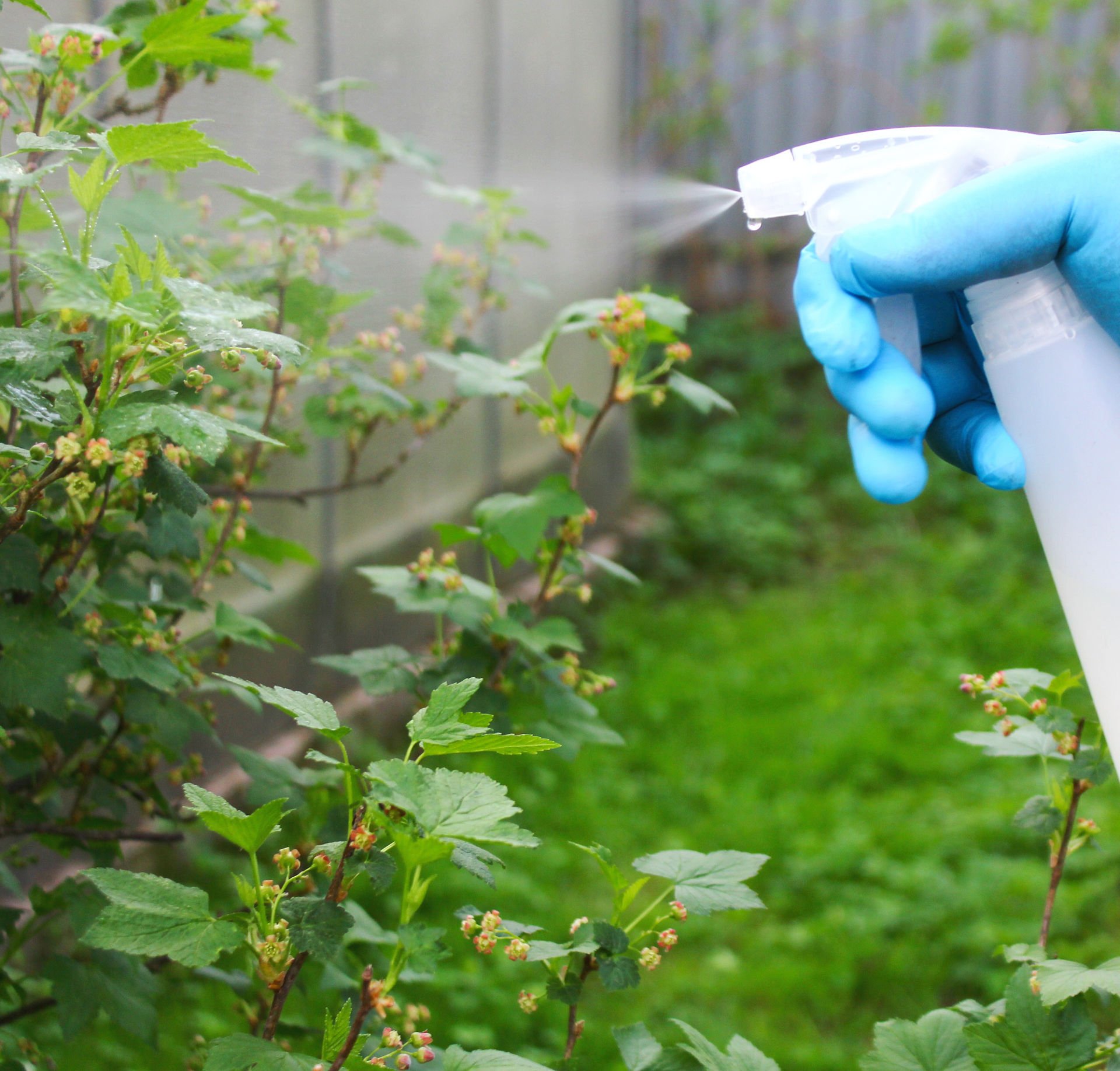 Gloved technician treating plants in a yard